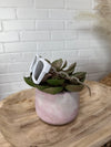 VogueVista Sunnies In White